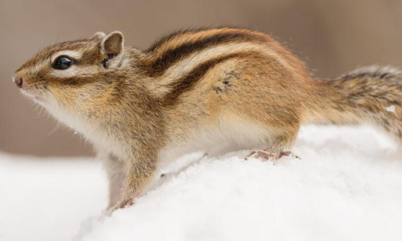 浙江安吉一诺家居有限公司轮播图1